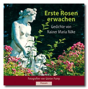 Erste Rosen erwachen