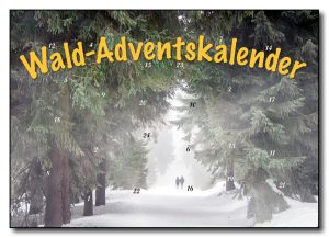 Durch den Wald im Advent