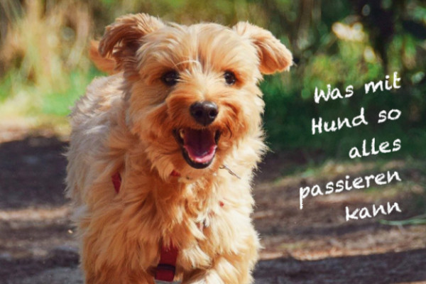 Cover Immer nur lieb ist langweilig